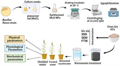 Remediation of wastewater by biosynthesized manganese oxide nanoparticles and its effects on development of wheat seedlings